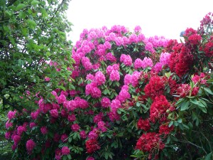 Colorful Rhododendrons