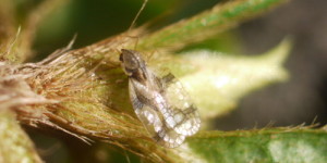 The Azalea Lace Bug - Stephanitis Pyruoides